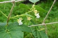 White flowers of a calypso bean plant