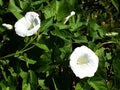 White flowers of Calystegia Sepium