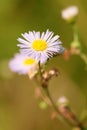 White flowers camomile in the meadow close-up