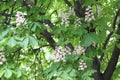 White flowers - candles bloom on the chestnut tree in spring