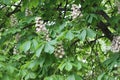 White flowers - candles bloom on the chestnut tree in spring