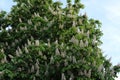 White flowers - candles bloom on the chestnut tree in spring