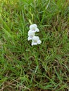 The white flowers are catnip flowers that look like orchids.