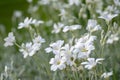 White flowers of Cerastium tomentosum is an ornamental plant of the Caryophyllaceae family