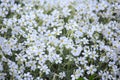 White flowers of Cerastium tomentosum