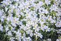 White flowers of Cerastium tomentosum Royalty Free Stock Photo