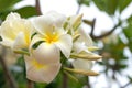 White flowers of champa plumeria, close up, in tropical garden