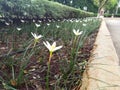 White Flowers