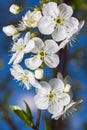 White flowers of cherries close-up