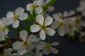 White Flowers Cherry Blossoms Bunch Spring Darck Background Card Greeting Royalty Free Stock Photo