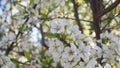 White flowers of the cherry blossoms on a spring sunny day wide image