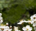 White flowers of cherry on a green background with space for text.