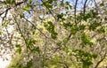 White flowers of cherry plum Prunus Cerasifera