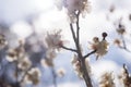 White Flowers of Cherry Plum tree, selective focus, japan flower, Beauty concept, Japanese Spa concept Royalty Free Stock Photo