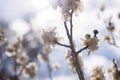 White Flowers of Cherry Plum tree, selective focus, japan flower, Beauty concept, Spa concept Royalty Free Stock Photo