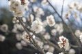 White Flowers of Cherry Plum tree, selective focus, japan flower, Beauty concept, Spa concept Royalty Free Stock Photo