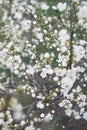 White flowers of cherry plum tree in spring time