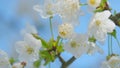 White Flowers Of Cherry Of Prunus Avium. Spring Background. Flowering Plant In Family Rosaceae. Close up.