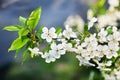 White flowers of cherry in springtime.