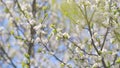 White flowers of on a cherry tree. Cherry blossom flowers in full bloom during spring. Slow motion. Royalty Free Stock Photo