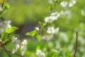 white flowers cherry tree. Flowers cherry tree blossomed. Medicinal plants Ukraine. Flowering fruit trees Royalty Free Stock Photo