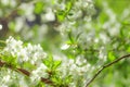 white flowers cherry tree. Flowers cherry tree blossomed. Medicinal plants Ukraine. Flowering fruit trees Royalty Free Stock Photo