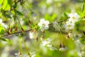 white flowers cherry tree. Flowers cherry tree blossomed.Medicinal plants Ukraine. Flowering fruit trees Royalty Free Stock Photo