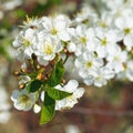 White flowers on cherry tree sprig close up