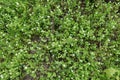 White flowers of chickweed and blue flowers of speedwell Royalty Free Stock Photo