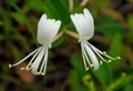 White flowers of Chinese honeysuckle, Lonicera japonica