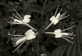 White flowers of Chinese honeysuckle, Lonicera japonica