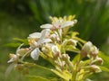 White flowers of Choisya ternata `Aztec Pearl