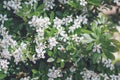 White flowers of Choisya ternata or Mexican orange blossom. Spring flowering background Royalty Free Stock Photo