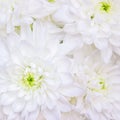 White flowers Chrysanthemum background