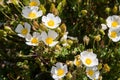White flowers Cistus albidus L. White rockrose White steppe. ALBINO specimen