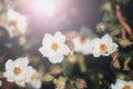 White flowers of Cistus ladanifer, flowering plant in the family Cistaceae in sunlight. Gum rockrose, labdanum, common