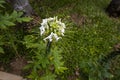 Spider Flower Royalty Free Stock Photo