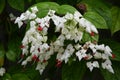 White flowers of Clerodendrum thomsoniae plant commonly known as bleeding heart vine, glory bower or bagflower, and green leaves i Royalty Free Stock Photo