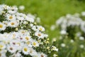 White flowers close-up image. Autumn daisies on a green background