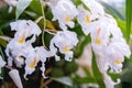 White flowers of Coelogyne cristata Angel Orchid, closeup Cymbidium speciosissimum Royalty Free Stock Photo