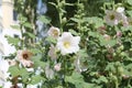 White flowers of common hollyhock Alcea rosea plant close-up in garden Royalty Free Stock Photo