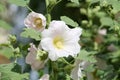 White flowers of common hollyhock Alcea rosea plant close-up in garden Royalty Free Stock Photo