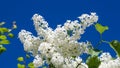 White flowers on Common lilac or Syringa vulgaris macro against blue sky, selective focus, shallow DOF Royalty Free Stock Photo