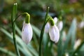 White flowers of common snowdrop, latin name Galanthus nivalis, during spring season, early march.