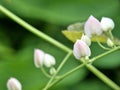 White Flowers of coral vine plant, Antigonon leptopus Royalty Free Stock Photo