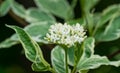 White flowers Cornus alba Elegantissima or Swidina white on blurred dark green background. Close-up blooming branch Royalty Free Stock Photo