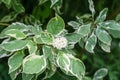 White flowers Cornus alba Elegantissima or Swidina white on blurred dark green background. Blooming branch of variegated shrub Royalty Free Stock Photo