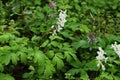 White flowers of Corydalis cava Royalty Free Stock Photo