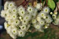 White flowers of Corymbia calophylla or marri Royalty Free Stock Photo