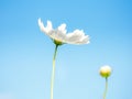 White Flowers Cosmos in the meadow, blue sky background. Royalty Free Stock Photo